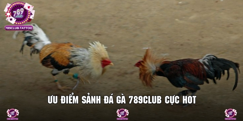 Ưu điểm cực cuốn hút của chuyên mục đá gà 789Club